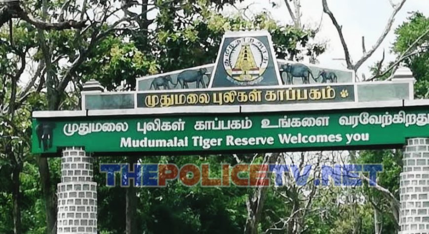 முதுமலையில் யானைகள் கணக்கெடுப்பு இன்று முதல் துவக்கம்;வனத்துறை அறிவிப்பு