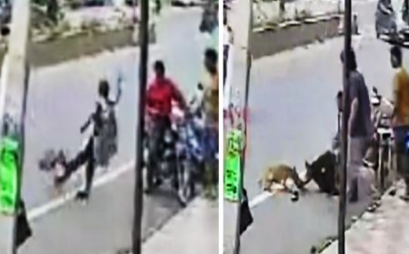 திண்டுக்கல் அருகே கல்லூரி மனைவியை கடித்து குதறிய தெரு நாய்களால் பரபரப்பு