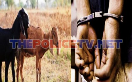 தர்மபுரி அருகே ஆடு திருடிய இருவர் கைது