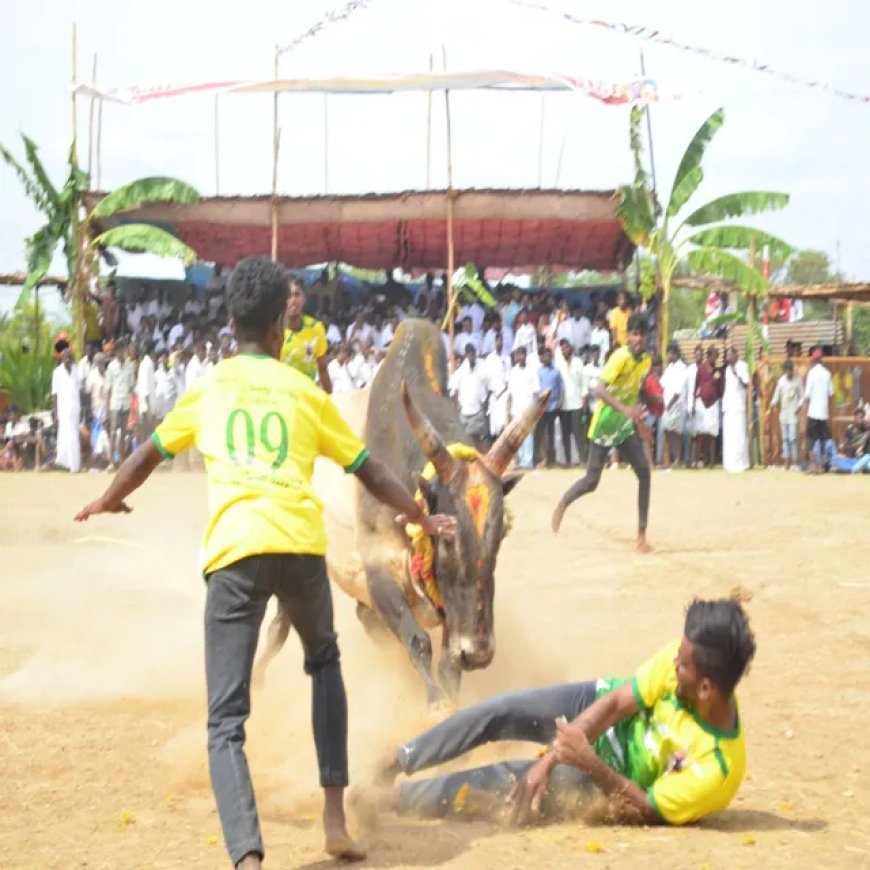 மேலூர் அருகே வடமாடு மஞ்சுவிரட்டு போட்டி