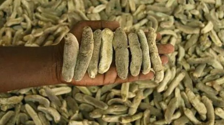 500 கிலோ கடல் அட்டைகளை பறிமுதல்; இலங்கையைச் சேர்ந்த இருவர் கைது