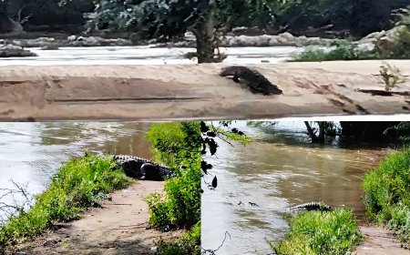 ஒகேனக்கல் அருகே முதலைகள் அச்சுறுத்தல்–வனத்துறையினர் நடவடிக்கை எடுக்க வேண்டுமென பொதுமக்கள் கோரிக்கை